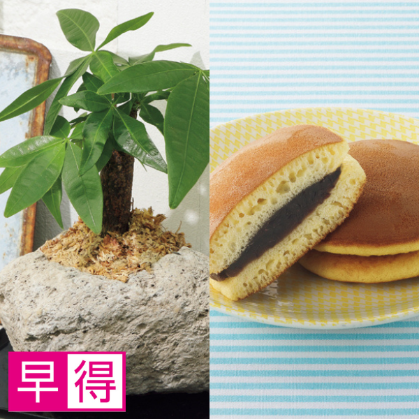 【早得】SUNCOF パキラの木ナチュレストーン植え（SUSTEE付）＋花菓蔵の粒あんどら焼き【父の日】 商品サムネイル